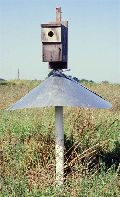 predator guards for bluebird boxes